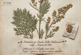 Claudine Chazelet, une réhabilitation historique