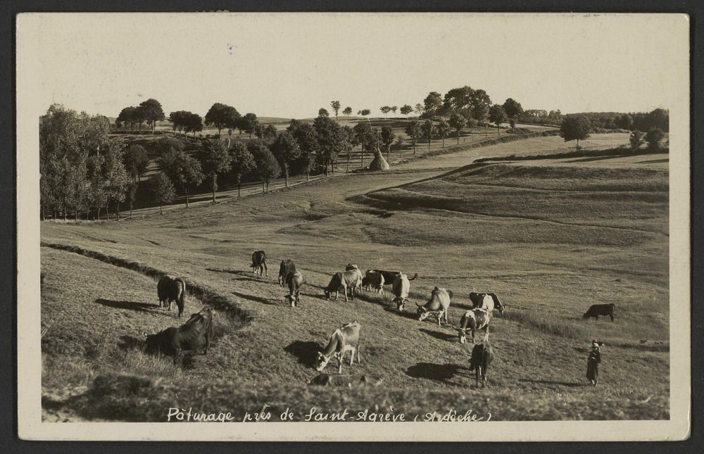 Pâturage près de Saint-Agrève (Ardèche)