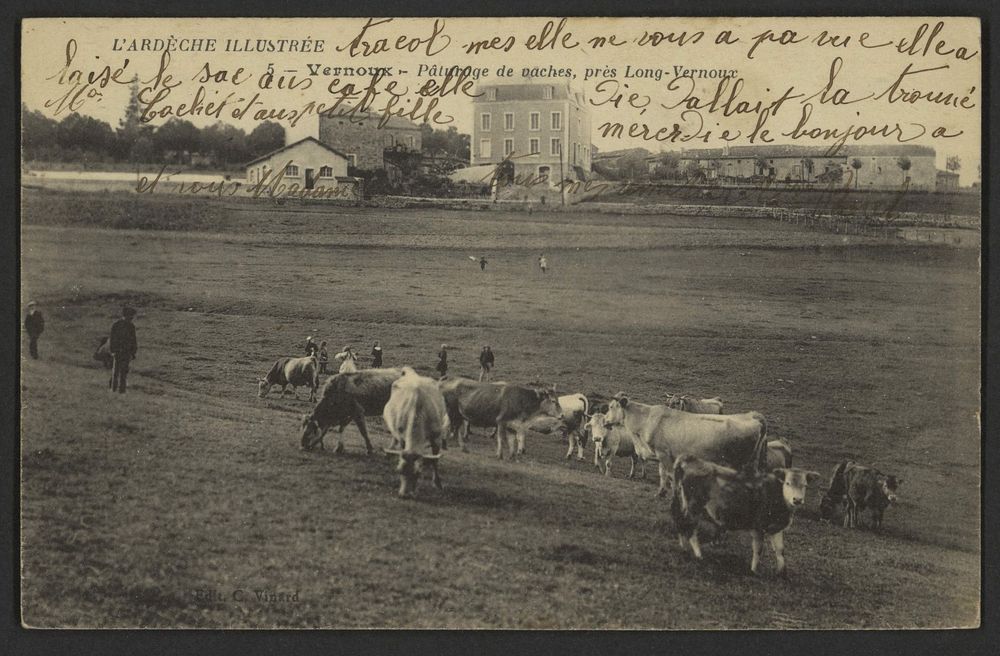 Vernoux - Pâturage de vaches, près Long-Vernoux