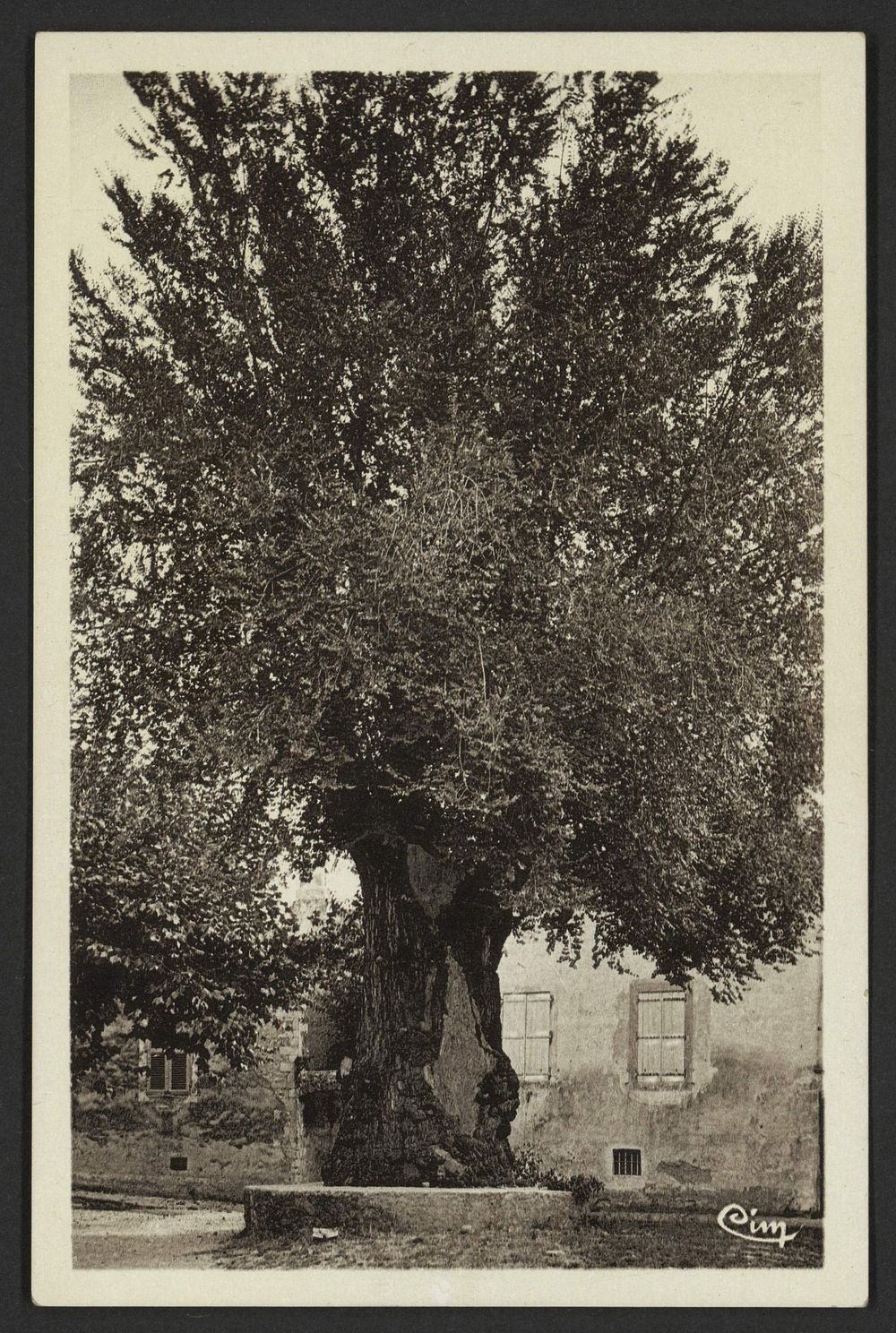 Viviers-sur-Rhône (Ardèche). L'Ormeau planté sous le règne d'Henri IV, en 1598