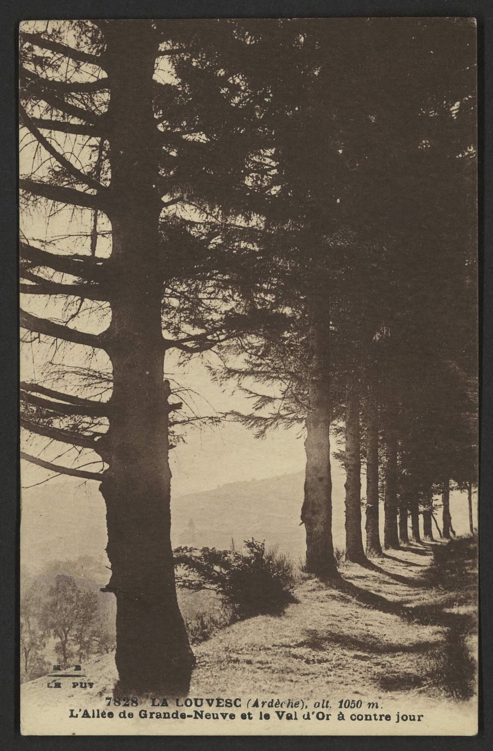 La Louvesc (Ardèche), alt. 1050 m. L'Allée de Grande-Neuve et le Val d'Or à contre jour