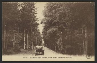 Un sous-bois sur la route de la Louvesc (Ardèche)