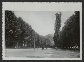 Rue bordée de platanes