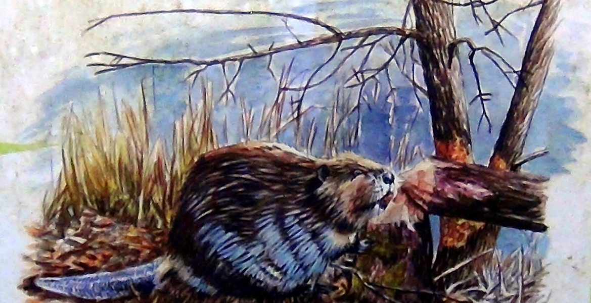 L’empreinte du castor en Drôme-Ardèche