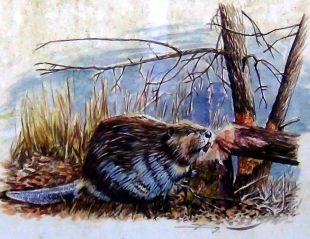 L’empreinte du castor en Drôme-Ardèche